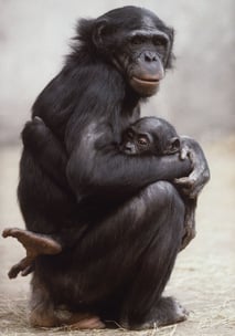 Matata with her adopted son Kanzi