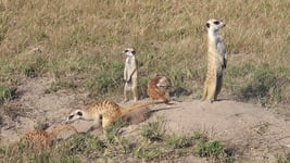 Meerkats stand sentry duty while others clear entrance to burrow