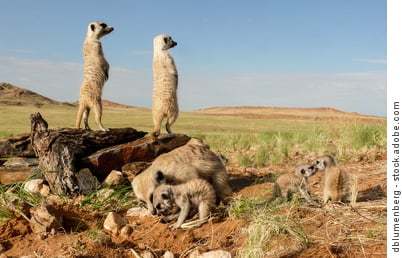 Meerkats stand sentry duty while others feed