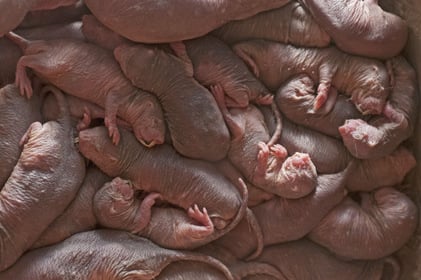 A naked mole rate colony