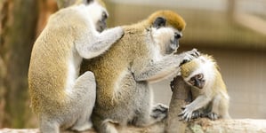Grivet monkeys engaged in mutual grooming