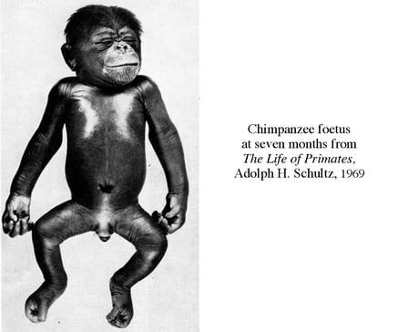 Chimpanzee foetus at 7 months from ‘The Life of Primates’, Adolph H. Schultz