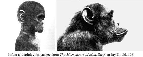 Infant and adult male common chimpanzee head profiles.