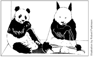 Drawing of a panda without its trademark spotted eyes and round ears, and with pricked ears and small eyes instead.