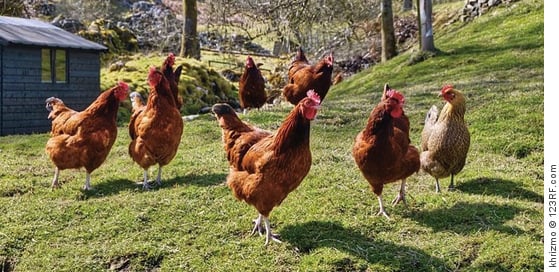 Chickens in field being led by top hen