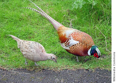 A pair of male and female pheasants