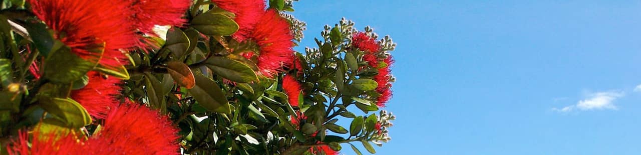 Pohutukawa flowers with blue sky