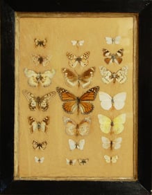 A collection of beautiful pressed butterflies by Jeremy Griffith