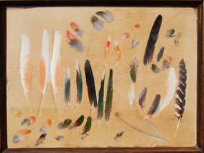 A collection of beautiful pressed feathers by Jeremy Griffith