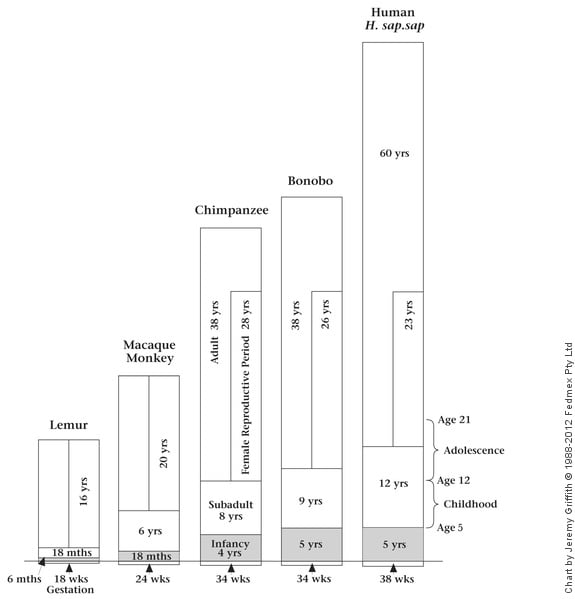 A chart showing the duration of maturation stages and lifespans of the Lemur, Macaque Monkey, Chimpanzee, Bonobo and Humans.