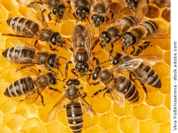 Queen bee and worker bees in hive
