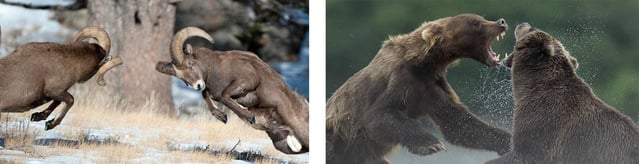 Colagem de dois carneiros Bighorn prestes a bater em cabeças, e dois ursos pardos lutando