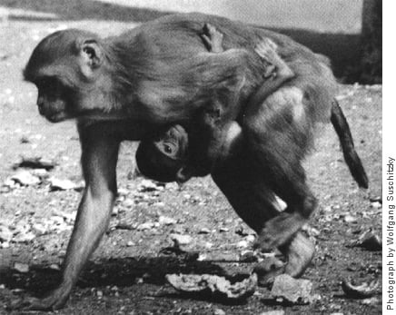 A Rhesus monkey walking with difficulty on three limbs while holding an infant to its chest in one arm.