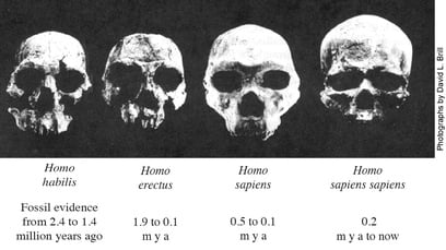 Evoluton of human skulls