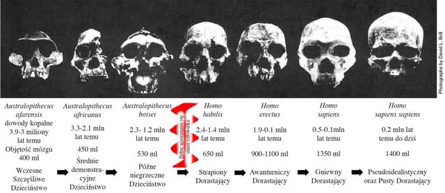 Etapy dojrzewania ludzkości, zob. rozdział 8 WOLNOŚCI. (Uwaga: nasz duży mózg pojawił się około 2 mln lat temu)