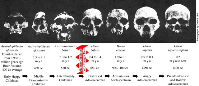 A series of seven human fossil skulls arranged in order of increasing brain case size and corresponding species maturation.