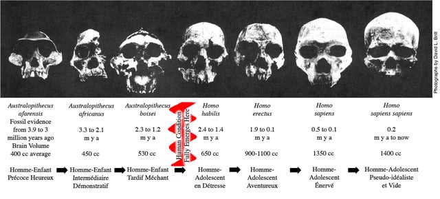Photographs by David L. Brill. Sequence of fossil skulls of our ancestors, illustrating the various stages the human race has progressed through.