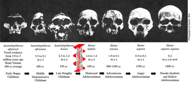 A series of seven human fossil skulls arranged in order of increasing brain case size and corresponding species maturation.
