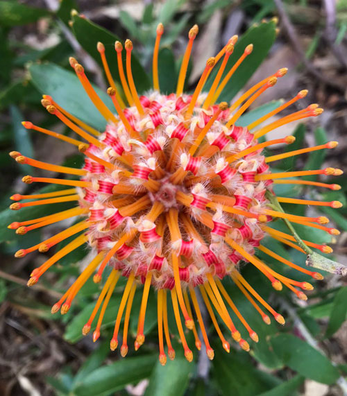 Red, yellow and orange South African protea flower