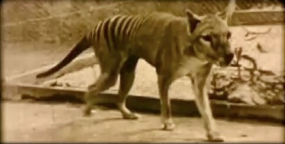 A black & white still from footage of Benjamin, a Tasmanian Tiger pacing an enclosure in the Hobart Zoo in 1936.