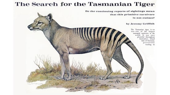 Illustration of a Tasmanian Tiger in a magazine article and the title The Search for the Tasmanian Tiger by Jeremy Griffith.