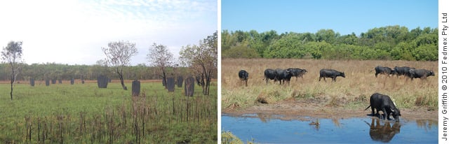 Magnetic Termite Mounds, Litchfield National Park, Northern Territory, Australia; and Asian Buffalo, Northern Territory, Australia. Photographs by Jeremy Griffith, 2010.