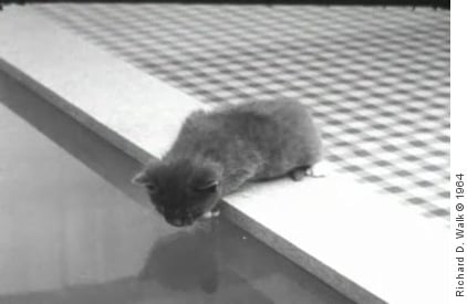 A kitten wont step off a table to a supporting clear pane of glass as its instincts manage its behaviour