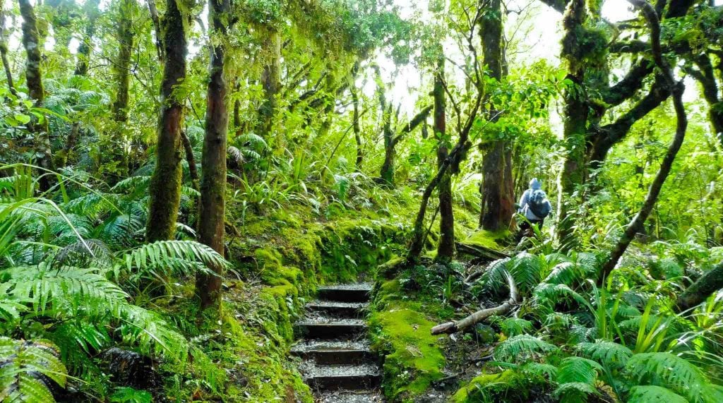 Person walking in NZ bush - World Transformation Movement NZ contact