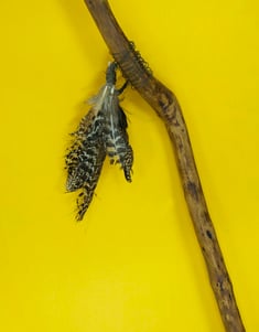 Detail of feathers attached to a walking stick made by Jeremy Griffith