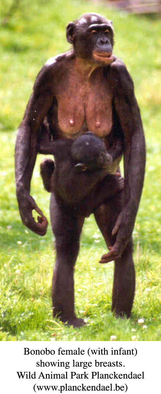 Bonobo female (with infant) showing large breast