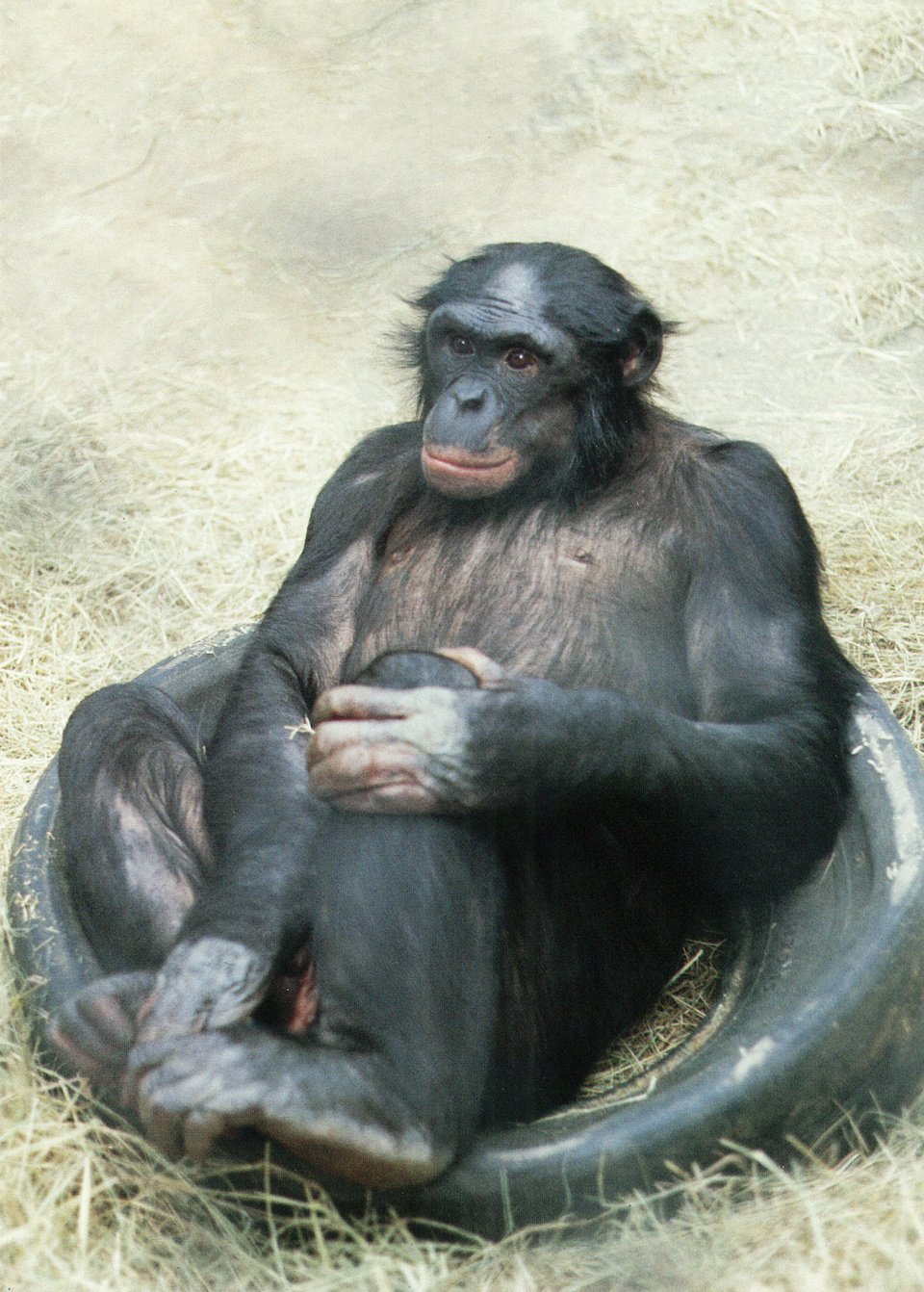A thoughtful expression occupies the face of the adult male Bosondjo,as he surveys his fellow pygmy chimps from his perch in an old tyre at the Yerkes Regional Primate Research Center, Atlanta, GA.