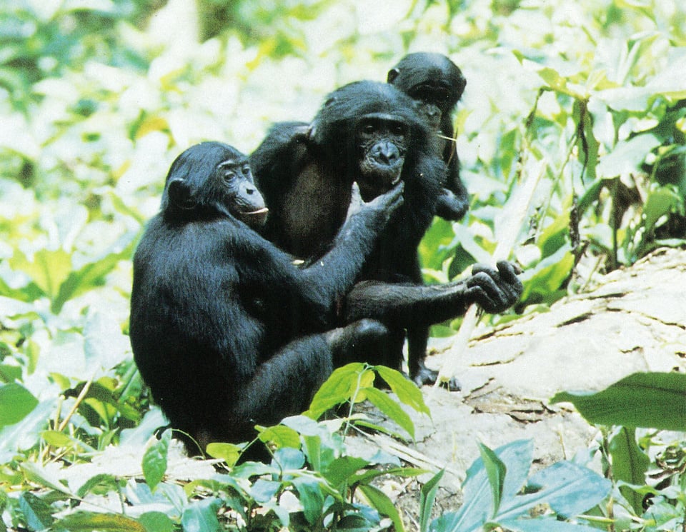 With her infant beside her, Kame shares provisioned sugar cane with Senta, a non-related juvenile, at the Wamba pygmy chimpanzee research station, Zaire, 1987.
