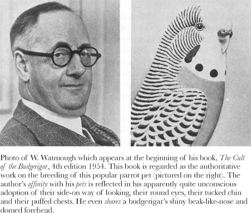 Photo of W. Watmough which appears at the beginning of his book, 'The Cult of the Budgerigar', 4th edition 1954. This book is regarded as the authoritative work on the breeding of this popular parrot pet (pictured on the right). The author's affinity with his pets is reflected in his apparently quite unconscious adoption of their side-on way of looking, their round eyes, their tucked chin and their puffed chests. He even shares a budgerigar's shiny beak-like-nose and domed forehead.