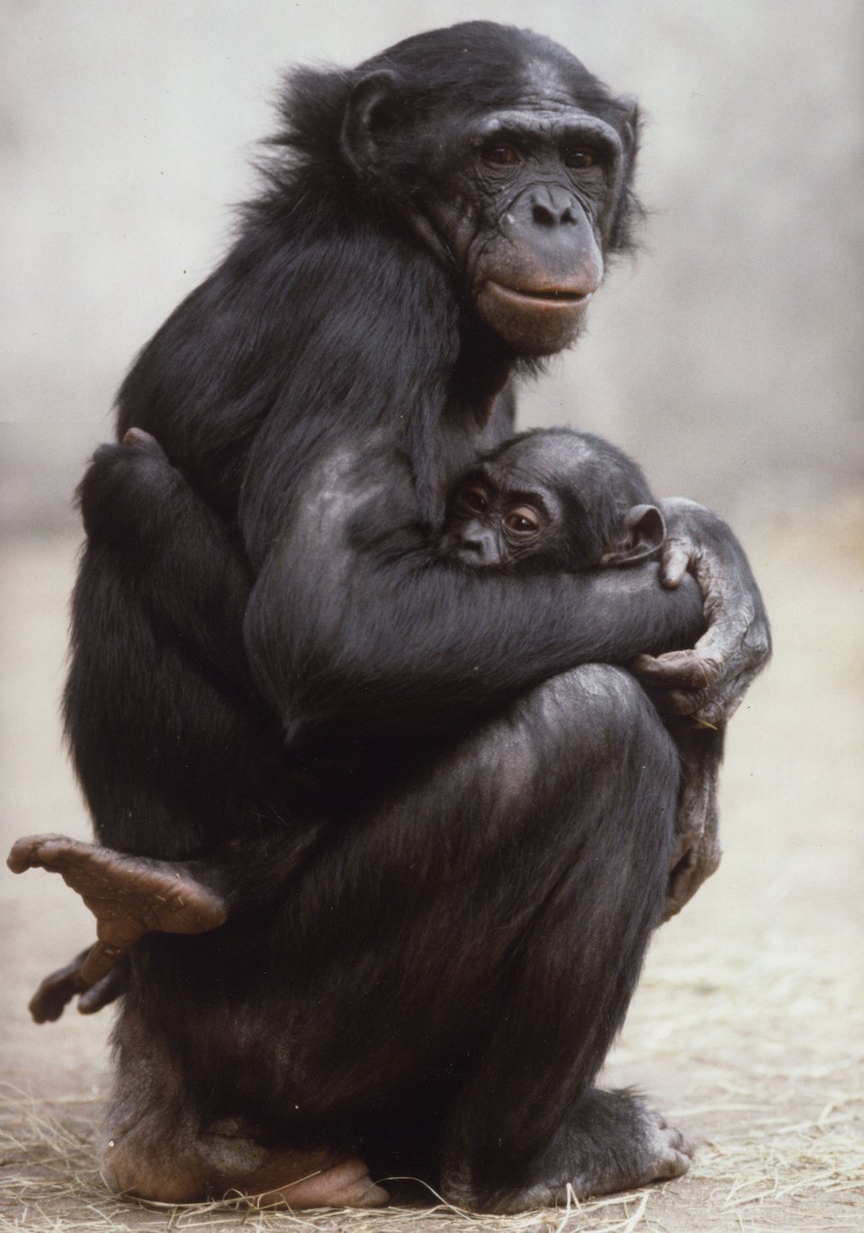 Matata with her adopted son, Kanzi