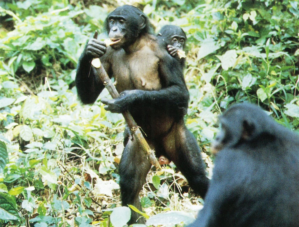Miso with her infant holds provisioned sugar cane at the Wamba pygmy chimpanzee research station, Zaire, 1987.