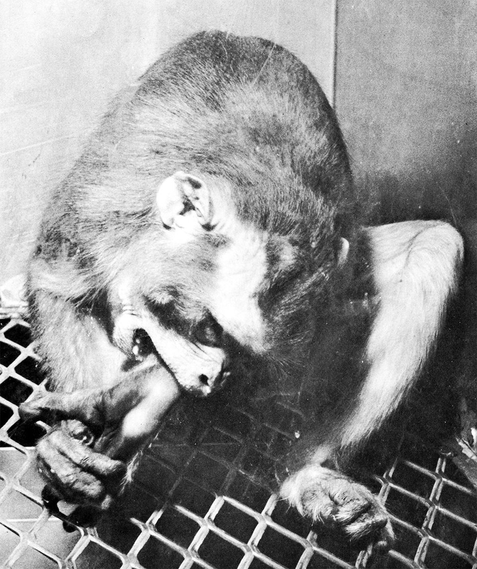 Photo of full-grown monkey biting itself at the approach of the photographer. American psychologist Harry F. Harlow raised this individual (that developed severe behavioural abnormalities) in partial isolation from birth to six months.