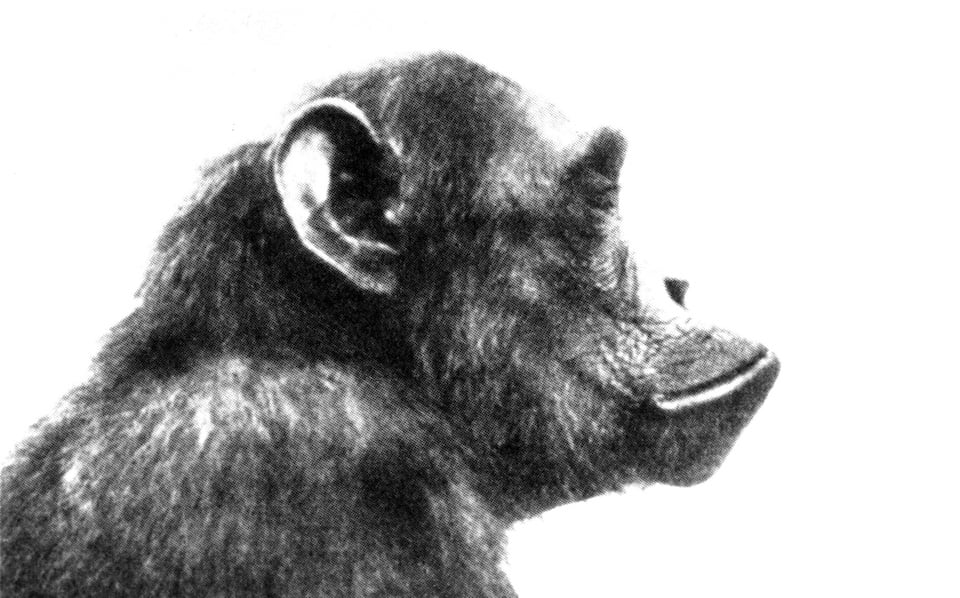 Adult common chimpanzee