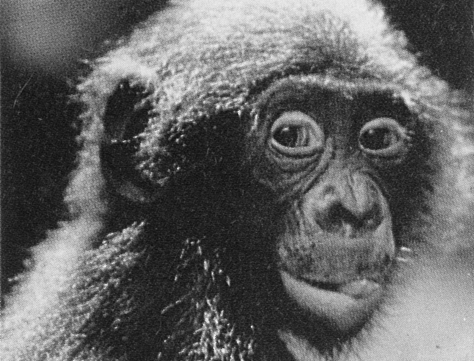 Photograph by R. Susman. Published in an article titled 'The Rare Pygmy Chimp' by Paul Raeburn which appeared in the June 1983 edition of 'Science 83' magazine. The rounder eyes, smaller ears and less protruding jaw of this adult pygmy chimp indicate that this species has developed more love-indoctrination than the common chimp.