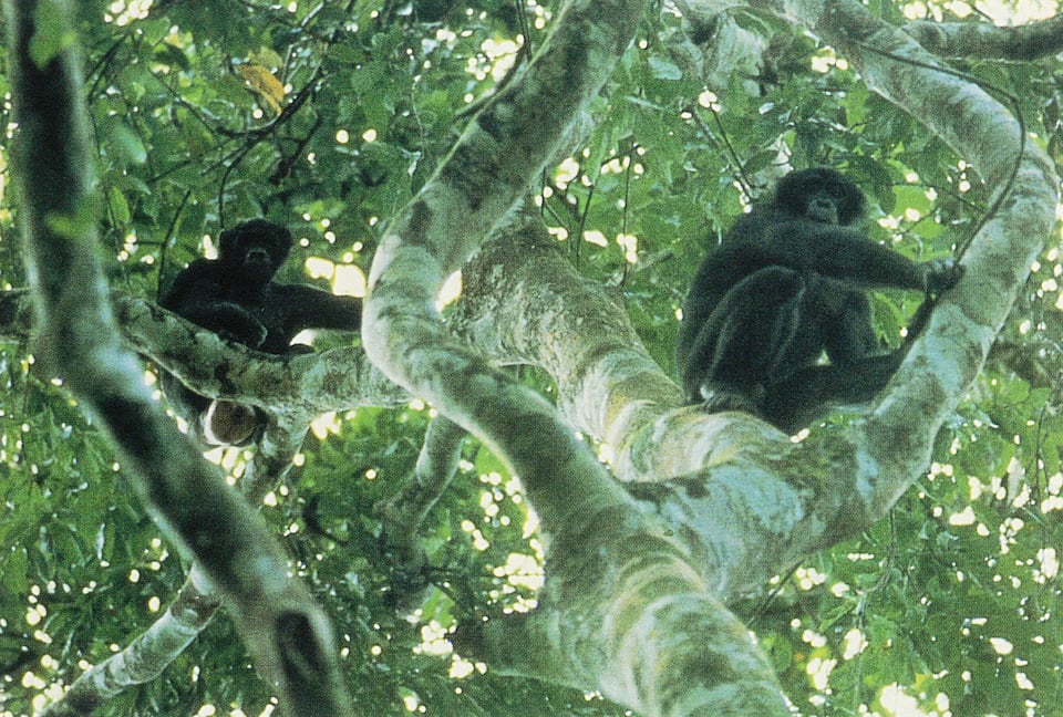 Pygmy chimpanzees aloft in their forest home along Zaire’s Lomako River.