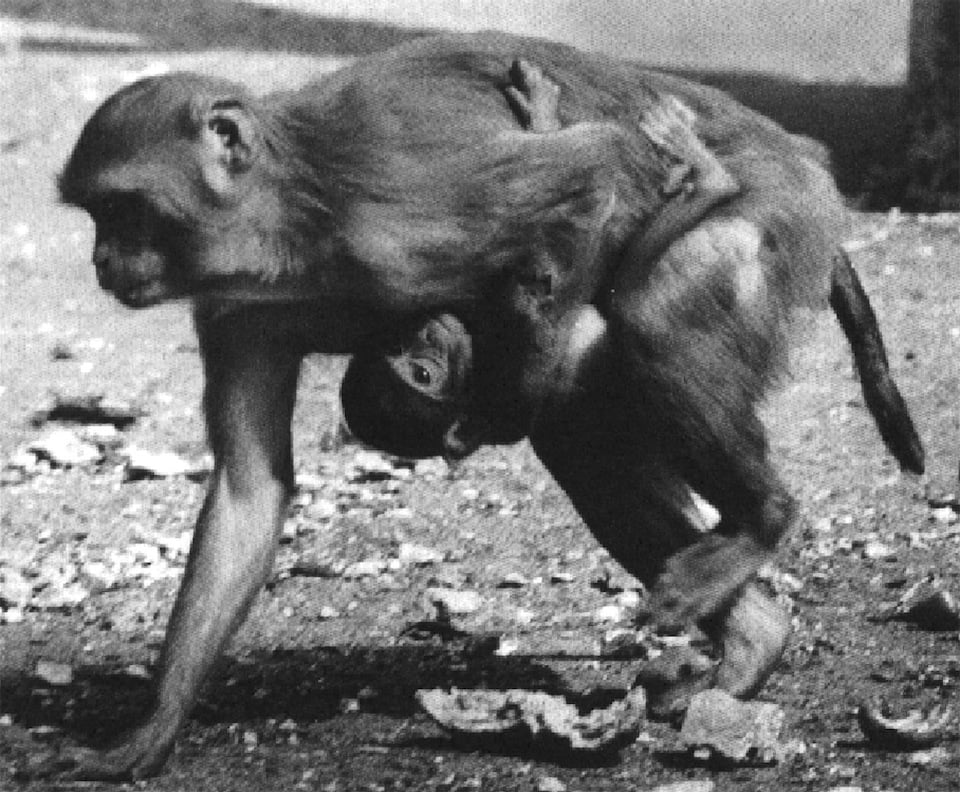 Rhesus monkey with infant. This picture illustrates the difficulty of carrying an infant and suggests the reason for bipedalism.