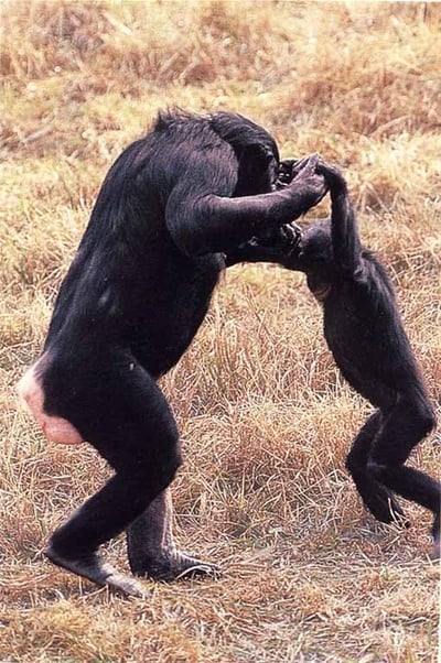 Bonobo-HoldingHands.jpg?width=400