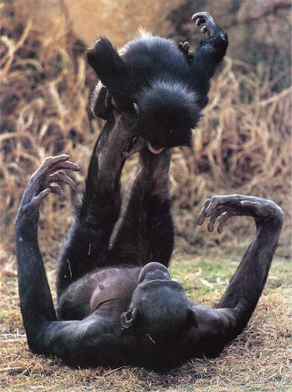 Photograph of a bonobo chimpanzee with her baby balancing on her feet in the air