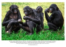 Bonobo group sitting on grass