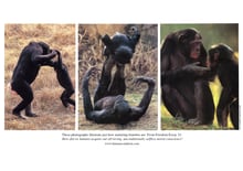 Bonobos nurturing and playing with their babies