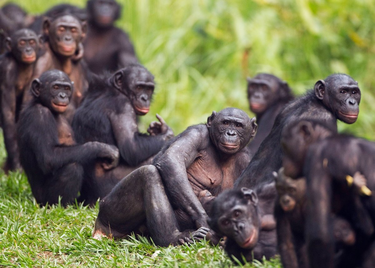 BonoboGroupSitting.jpg?width=1200