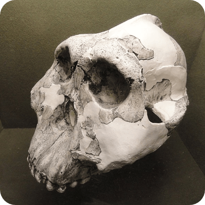 Australophithecus boisei skull