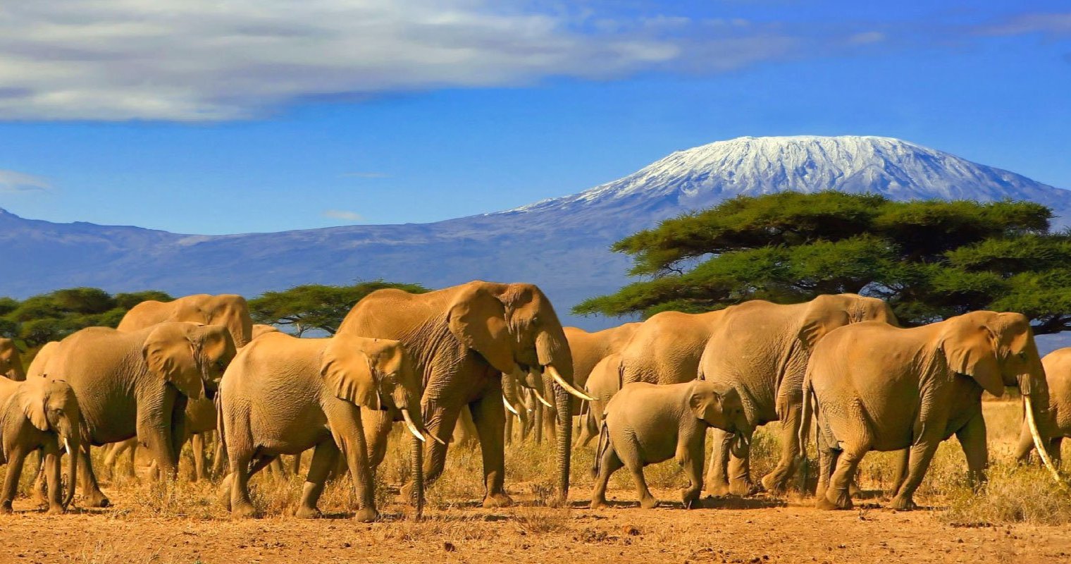 Elephants with Mount Kilimanjaro in the background