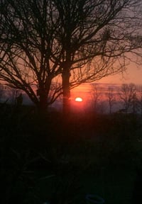 Sunrise through trees