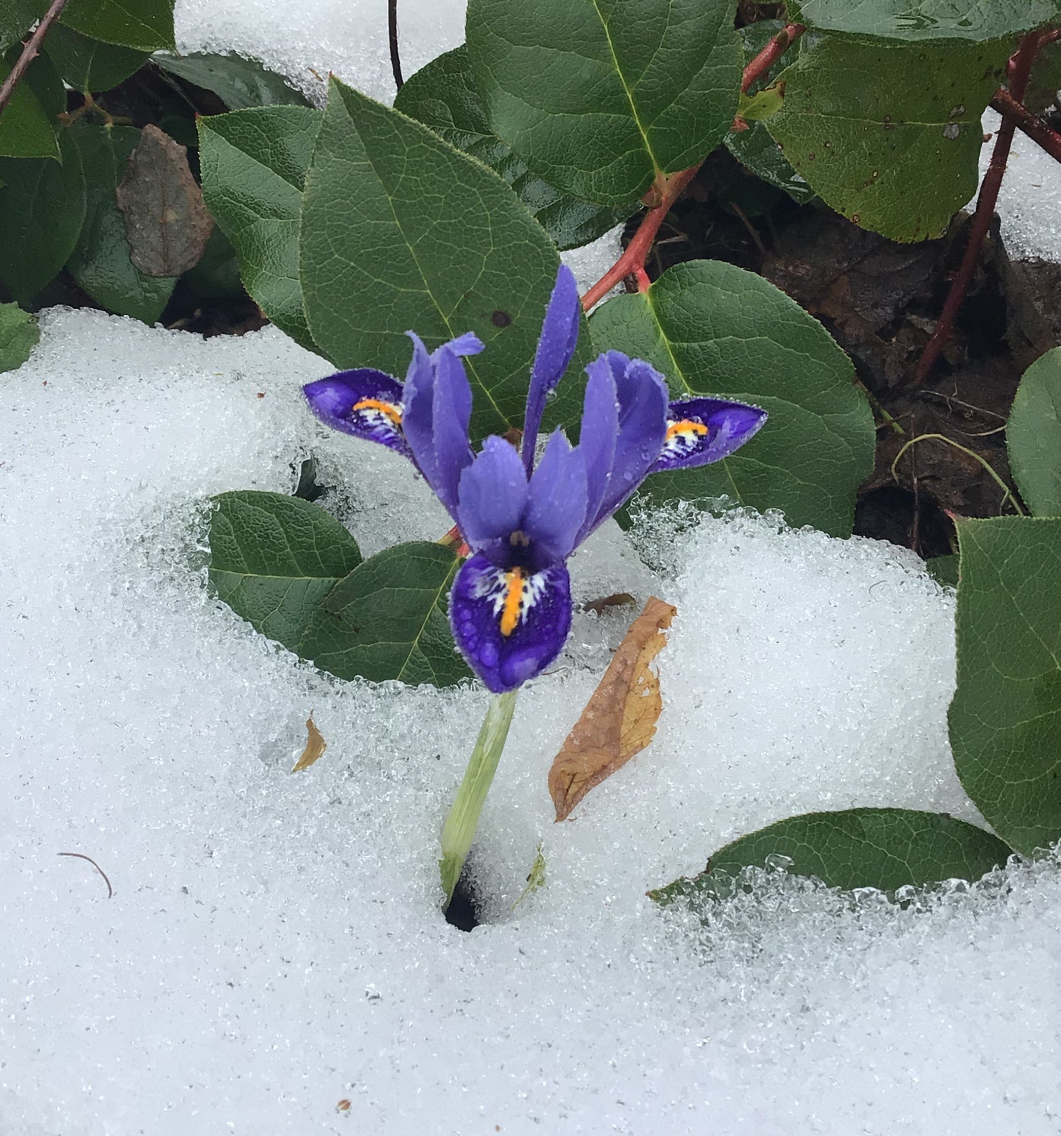 One tiny purple iris poking out through the crusty snow cover